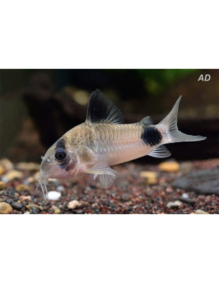 Corydoras Panda 1,5-2cm