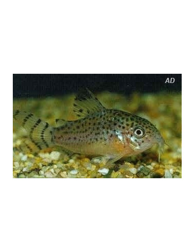 Corydoras Punctatus 2,5-3cm Wild