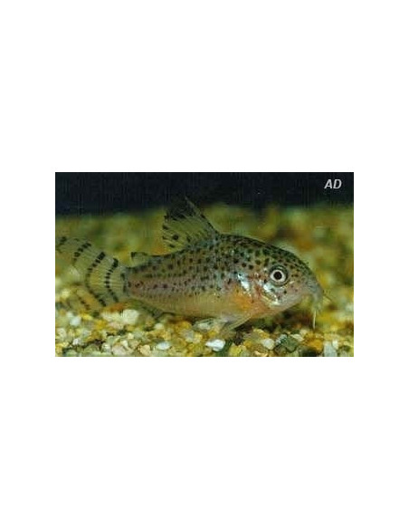 Corydoras Punctatus 2,5-3cm Wild
