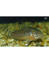Corydoras Punctatus 2,5-3cm Wild