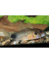 Corydoras similis (Corydoras similis) 2-2,5cm