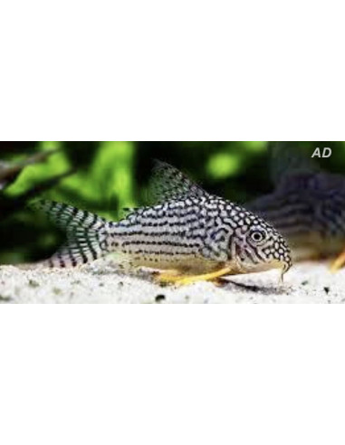 Corydoras Sterbai 2,5-3cm