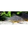 Corydoras Sterbai 2,5-3cm