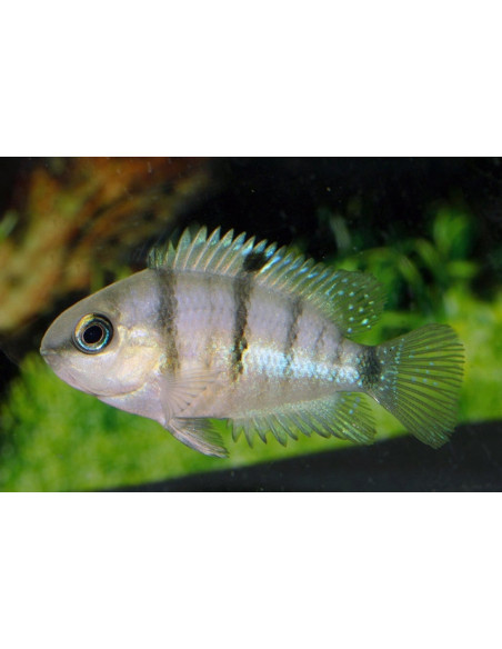 Cichlasoma Cutteri 3,5-4cm