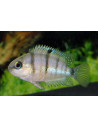 Cichlasoma Cutteri 3,5-4cm