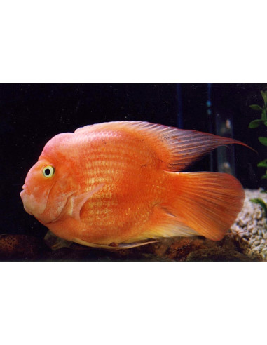 Cichlasoma Hybrid Blood Parrot 6-7cm