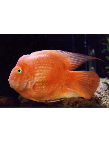 Cichlasoma Hybrid Blood Parrot 6-7cm