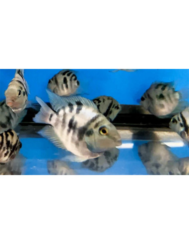 Cichlasoma Hybrid Blue Tiger Parrot 3-4cm