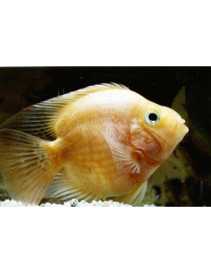 Cichlidé perroquet jaune (Cichlasoma hybrid Geel Parrot) 6-7cm