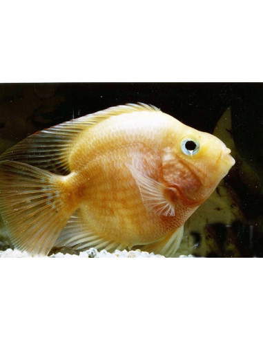 Cichlidé perroquet jaune (Cichlasoma hybrid Geel Parrot) 6-7cm