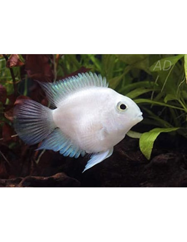 Cichlasoma Hybrid Platinum Parrot 4-5cm