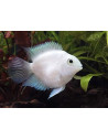 Cichlasoma Hybrid Platinum Parrot 4-5cm