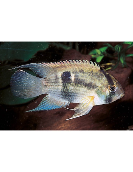 Cleithracara maronii (Cleithracara maronii) 2-2,5cm