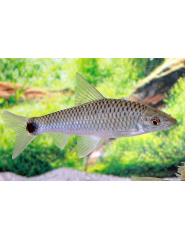 Crossocheilus reticulatus (Crossocheilus reticulatus) 3,5-4cm