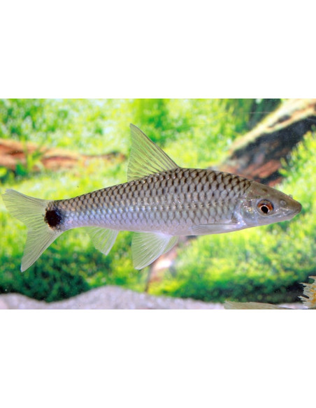 Crossocheilus reticulatus (Crossocheilus reticulatus) 3,5-4cm