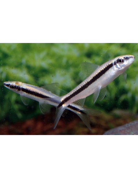 Crossocheilus Oblongus 3,5-4cm