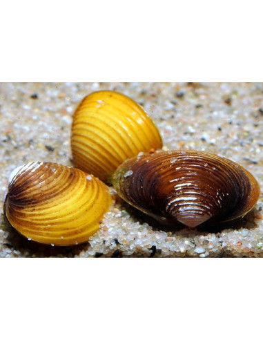 Palourde Corbicula dorée (Corbicula javanicus Gold) 1-2cm