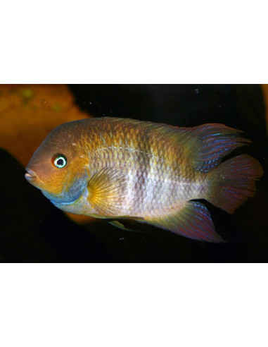 Cryptoheros Sajica 3,5-4cm