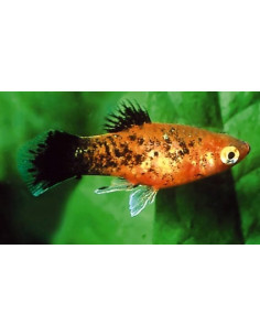 Platy Berlin (Xiphophorus maculatus) 2,5-3cm