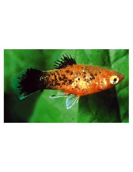 Platy Berlin 2,5-3cm