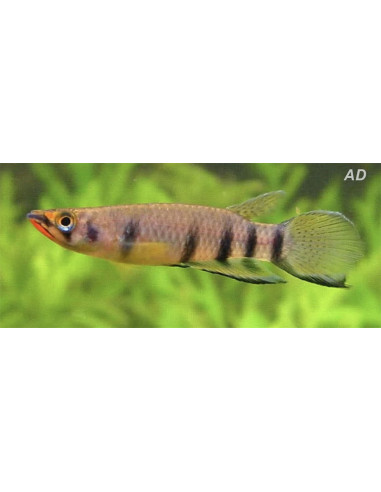 Epiplatys dageti (Epiplatys dageti) 3-4cm