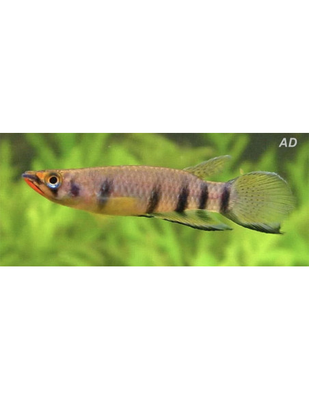 Epiplatys dageti (Epiplatys dageti) 3-4cm