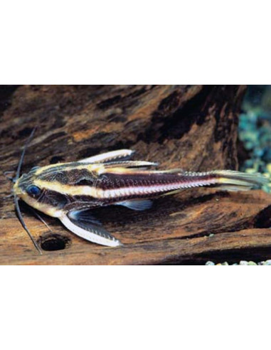 Platydoras Costatus 3,5-4,5cm