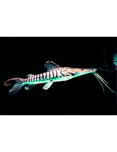 Silure tigre juvénile (Pseudoplatystoma fasciatum) 5-6cm