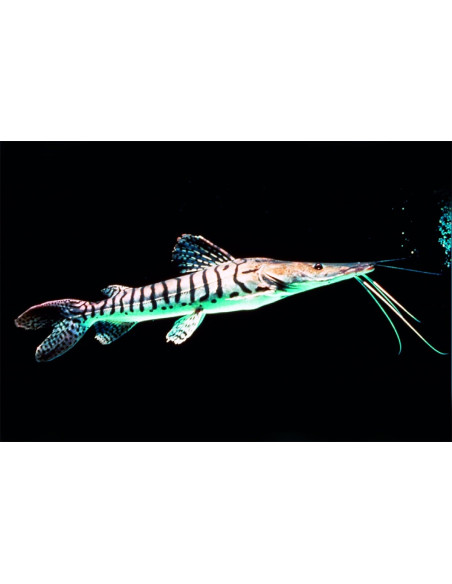 Silure tigre juvénile (Pseudoplatystoma fasciatum) 5-6cm