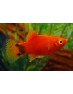 Platy Coralred Mickey Mouse (Xiphophorus maculatus) 1,7-2,2cm
