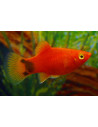 Platy Coralred Mickey Mouse (Xiphophorus maculatus) 1,7-2,2cm