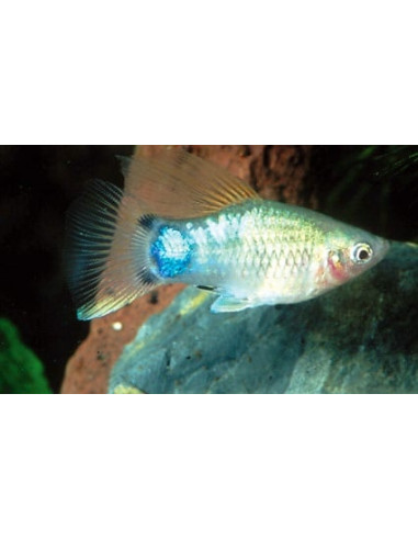 Platy Blue Mickey Mouse (Xiphophorus maculatus) 1,7-2,2cm