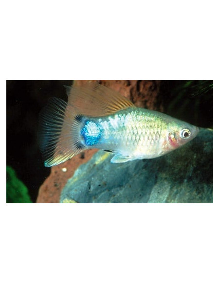 Platy Blue Mickey Mouse 1,7-2,2cm