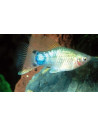 Platy Blue Mickey Mouse (Xiphophorus maculatus) 1,7-2,2cm