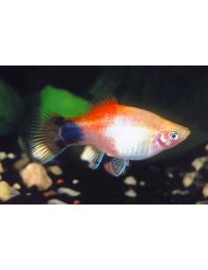 Platy Golden Redtop (Xiphophorus maculatus) 2,5-3cm