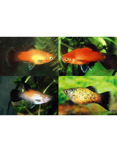 Platy Mix Wagtail (Xiphophorus maculatus) 2,5-3cm