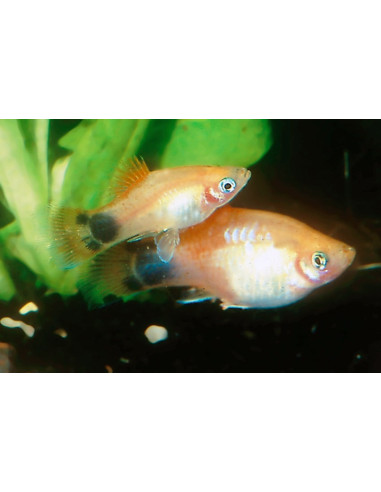 Platy Gold Moontail (Xiphophorus maculatus) 2,5-3cm