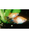 Platy Gold Moontail (Xiphophorus maculatus) 2,5-3cm