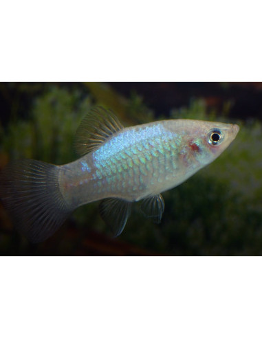 Platy Blue (Xiphophorus maculatus) 2,5-3cm