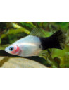 Platy Panda (Xiphophorus maculatus) 2,5-3cm