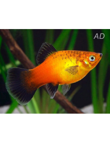 Platy German Flag (Xiphophorus maculatus) 2,5-3cm