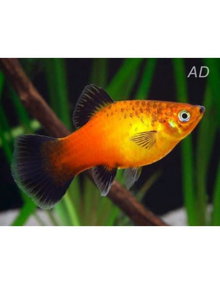 Platy German Flag 2,5-3cm