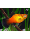 Platy German Flag (Xiphophorus maculatus) 2,5-3cm