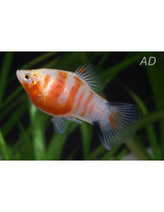 Platy Coral Zebra (Xiphophorus maculatus) 2,5cm