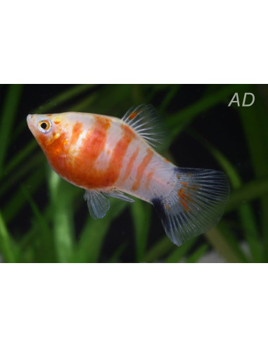 Platy Coral Zebra (Xiphophorus maculatus) 2,5cm