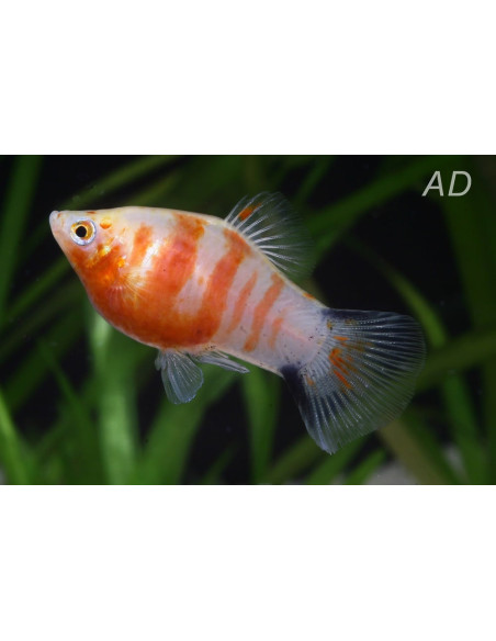 Platy Coral Zebra 2,5-Cm