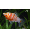 Platy Coral Zebra (Xiphophorus maculatus) 2,5cm