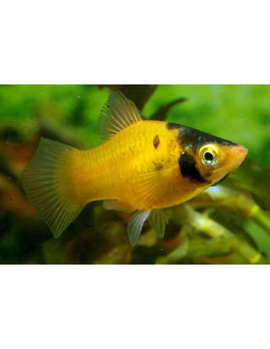 Platy Bumble Bee (Xiphophorus maculatus) 2,5-3cm