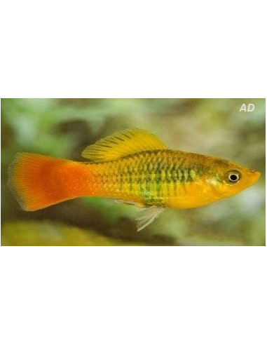 Platy Variatus Green (Xiphophorus maculatus variatus) 2,5-3cm