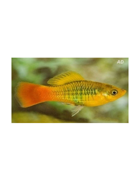 Platy Variatus Green 2,5-3cm